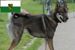 Read more about the article Shikoku crescători și căței în Saxonia