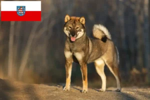 Read more about the article Shikoku crescători și căței în Thuringia