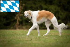 Read more about the article Silken Windsprite crescători și căței în Bavaria