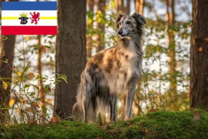 Read more about the article Silken Windsprite crescători și căței în Mecklenburg-Vorpommern