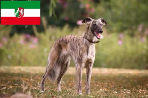 Read more about the article Silken Windsprite crescători și căței în Renania de Nord-Westfalia