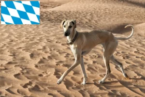 Read more about the article Sloughi crescători și căței în Bavaria