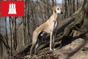 Read more about the article Sloughi crescători și căței în Hamburg