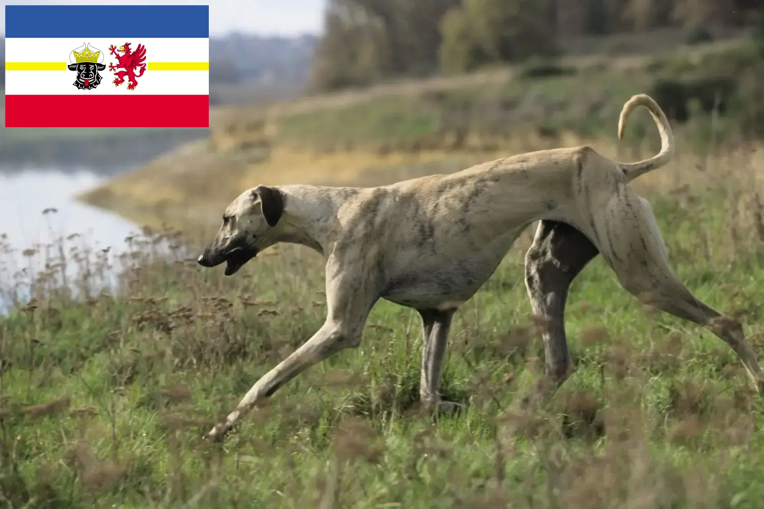 Read more about the article Sloughi crescători și căței în Mecklenburg-Vorpommern