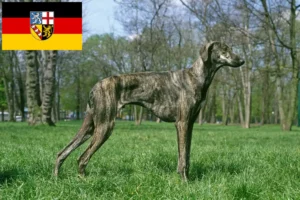 Read more about the article Sloughi crescători și căței în Saarland