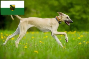 Read more about the article Sloughi crescători și căței în Saxonia