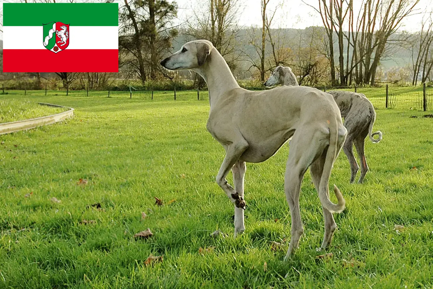 Read more about the article Sloughi crescători și căței în Renania de Nord-Westfalia