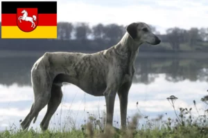 Read more about the article Sloughi crescători și căței în Saxonia Inferioară