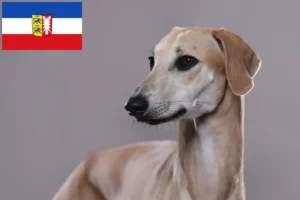 Read more about the article Sloughi crescători și căței în Schleswig-Holstein
