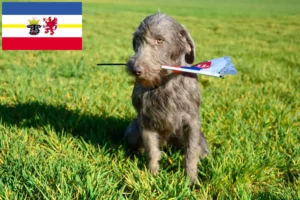 Read more about the article Slovakian Rough Beard crescători și căței în Mecklenburg-Vorpommern