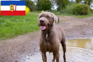 Read more about the article Slovakian Rough Beard crescători și căței în Schleswig-Holstein