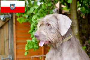 Read more about the article Rough Beard slovac, crescători și căței în Thuringia