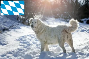 Read more about the article Slovensky Cuvac crescători și căței în Bavaria