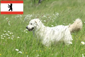 Read more about the article Slovensky Cuvac crescători și căței în Berlin