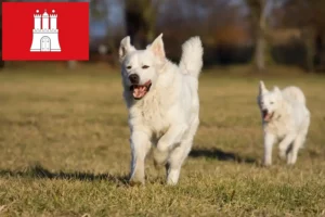 Read more about the article Slovensky Cuvac crescători și căței în Hamburg