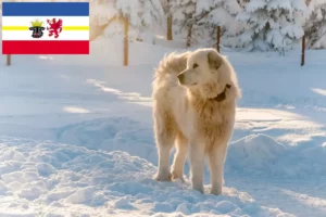 Read more about the article Slovensky Cuvac crescători și căței în Mecklenburg-Vorpommern