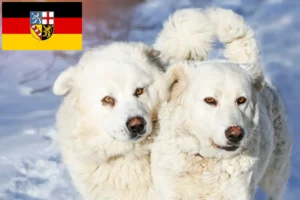 Read more about the article Slovensky Cuvac crescători și căței în Saarland