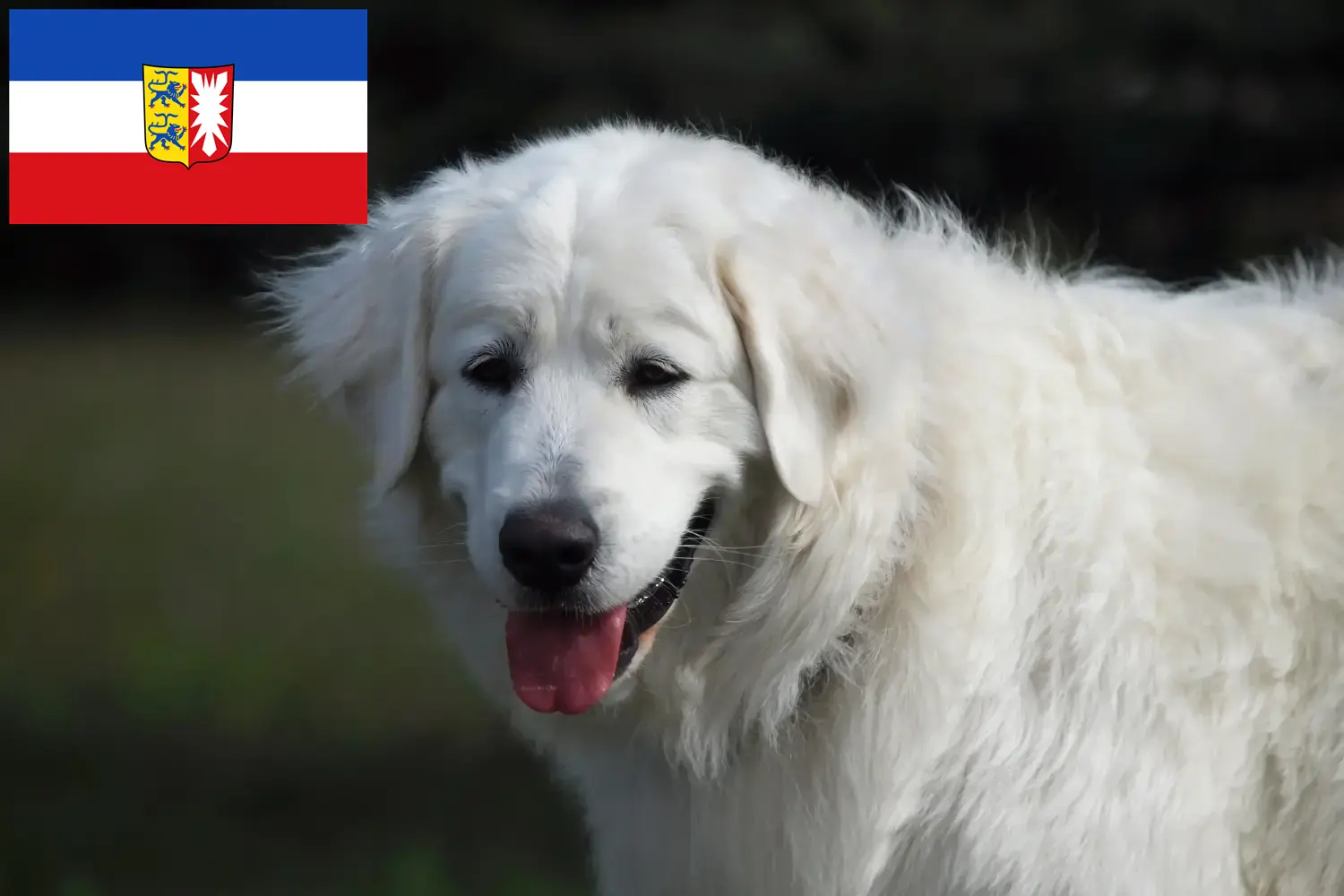 Slovensky Cuvac căței și crescători Schleswig-Holstein Aici puteți găsi crescători de Slovensky Cuvac din Schleswig-Holstein.
