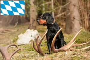 Read more about the article Slovenský kopov crescători și căței în Bavaria