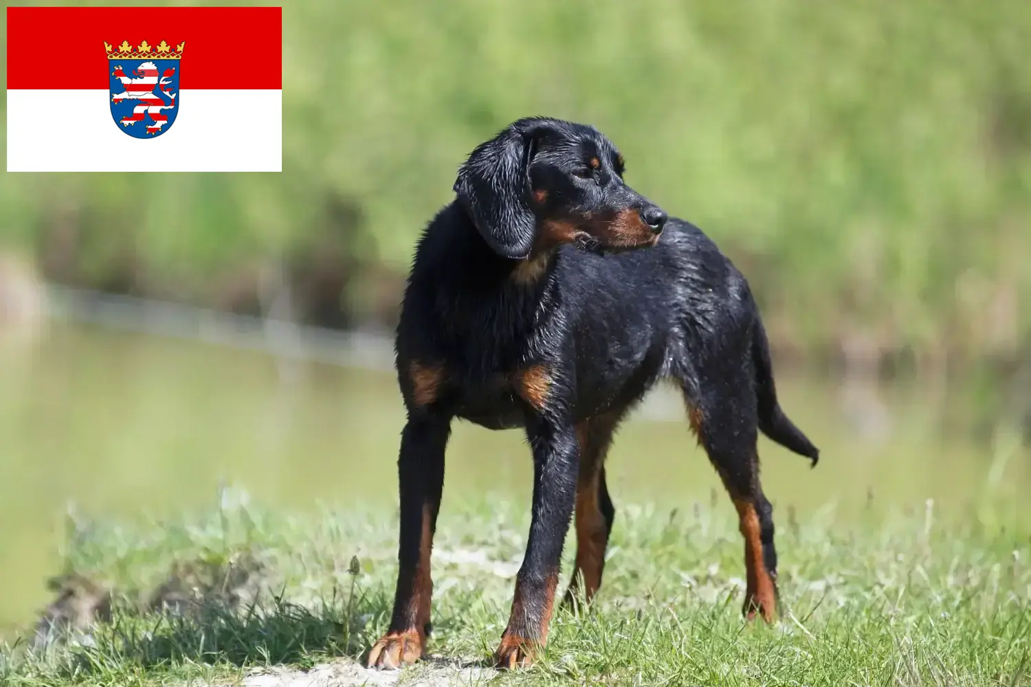 Read more about the article Slovenský kopov crescători și căței în Hessen