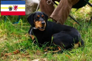 Read more about the article Slovenský kopov crescători și căței în Mecklenburg-Vorpommern