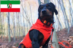 Read more about the article Slovenský kopov crescători și căței în Renania de Nord-Westfalia