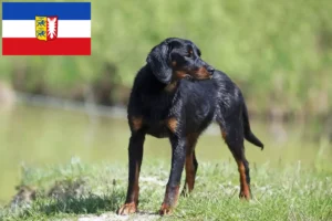 Read more about the article Slovenský kopov crescători și căței în Schleswig-Holstein