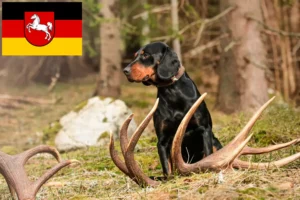 Read more about the article Slovenský kopov crescători și căței în Saxonia Inferioară