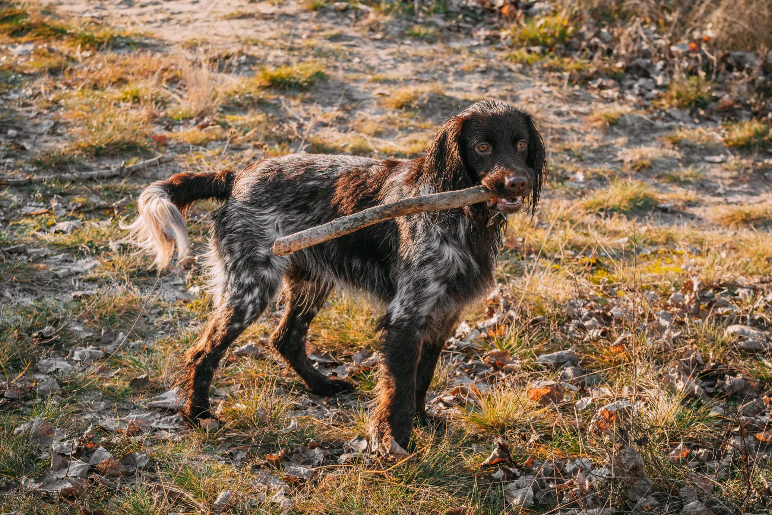 Read more about the article Crescător de Spaniel de Vânătoare Polonez