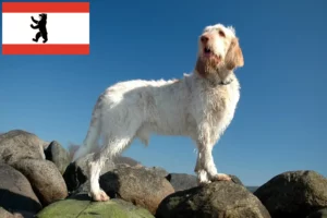 Read more about the article Spinone Italiano crescători și căței în Berlin