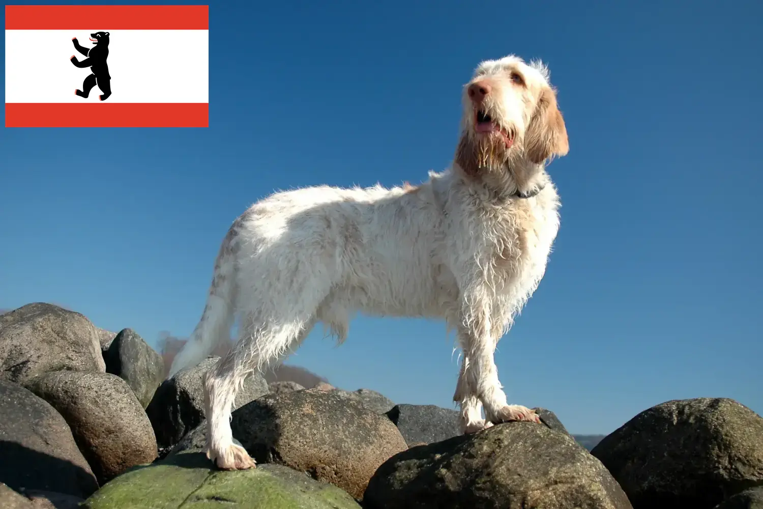 Read more about the article Spinone Italiano crescători și căței în Berlin