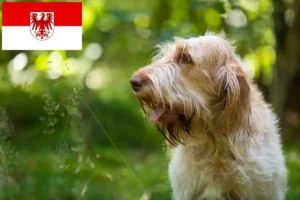 Read more about the article Spinone Italiano crescători și căței în Brandenburg