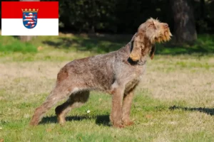 Read more about the article Spinone Italiano crescători și căței în Hessen