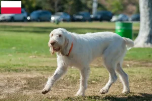 Read more about the article Spinone Italiano crescători și căței în Polonia