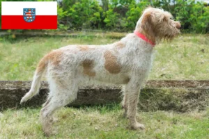 Read more about the article Spinone Italiano crescători și căței în Turingia