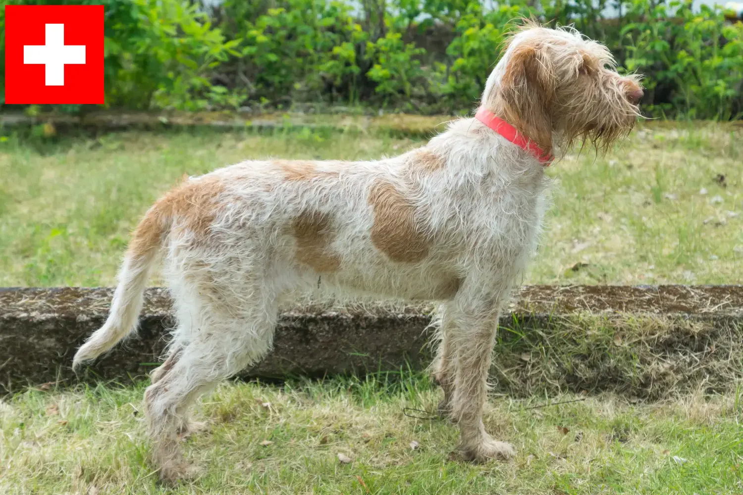 Read more about the article Crescători de Spinone Italiano și căței în Elveția
