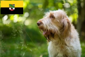 Read more about the article Spinone Italiano crescători și căței în Saxonia-Anhalt