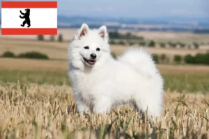Read more about the article Spitz crescători și căței în Berlin