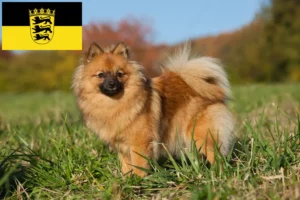 Read more about the article Crescători de Spitz și căței în Baden-Württemberg