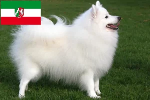 Read more about the article Crescători de Spitz și căței în Renania de Nord-Westfalia