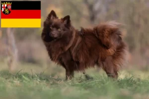 Read more about the article Crescători de Spitz și căței în Renania-Palatinat