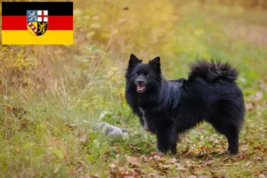 Read more about the article Crescători de Spitz și căței în Saarland