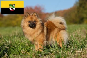 Read more about the article Crescători de Spitz și căței în Saxonia-Anhalt