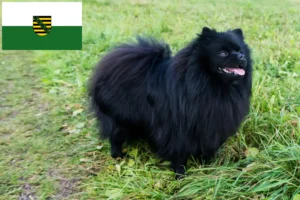 Read more about the article Crescători de Spitz și căței în Saxonia
