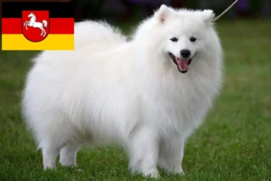 Read more about the article Crescători de Spitz și căței în Saxonia Inferioară