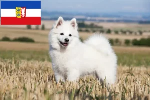 Read more about the article Crescători de Spitz și căței în Schleswig-Holstein