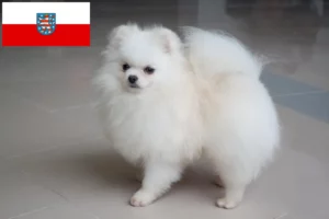 Read more about the article Crescători de Spitz și căței în Thuringia