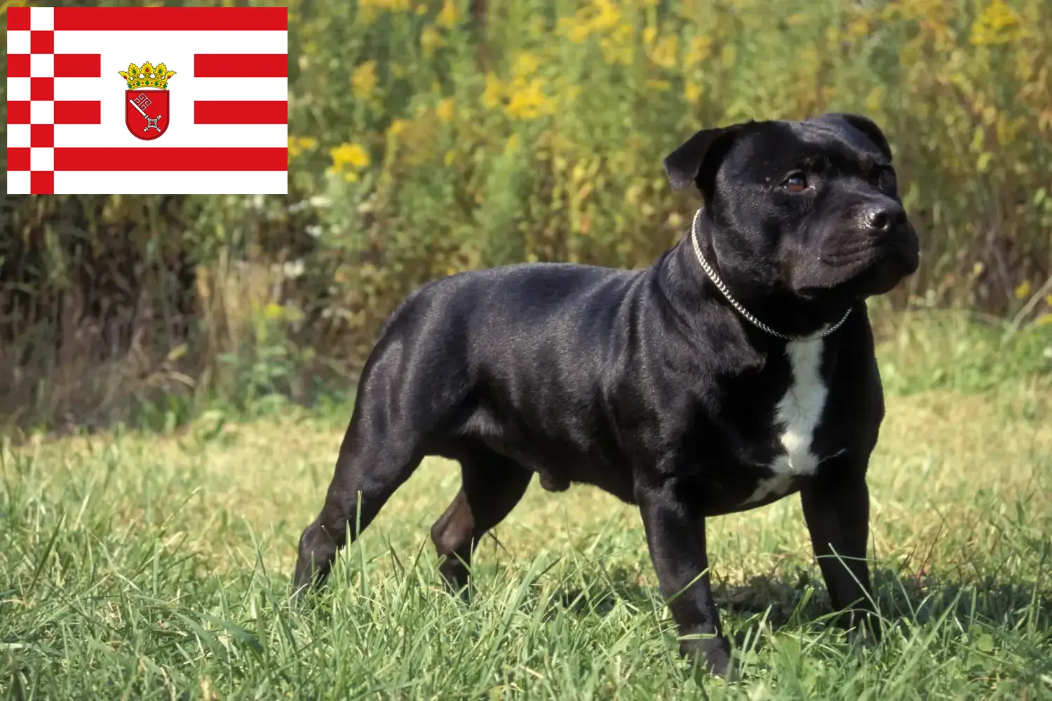 Read more about the article Staffordshire Bull Terrier crescători și căței în Bremen