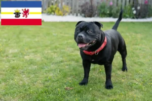 Read more about the article Staffordshire Bull Terrier crescători și căței în Mecklenburg-Vorpommern