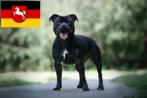 Read more about the article Staffordshire Bull Terrier crescători și căței în Saxonia Inferioară